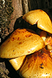 pilze